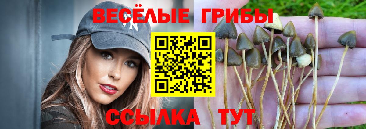 Псилоцибиновые грибы Psilocybine cubensis  Псилоцибиновые грибы прущие грибы  даркнет сайт  Вход с VPN  Солнечногорск 